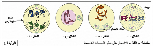   الوثيقة 1: أشكال تخطيطية لأطوار الانقسام الاختزالي (أ، ب، ج، د)