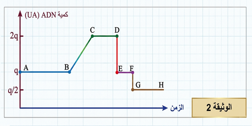     الوثيقة 2: منحنى تغير كمية ADN (UA) بدلالة الزمن (القطع: A-H)
