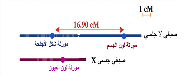 الخريطة العاملية للمورثات الثلاث المدروسة.