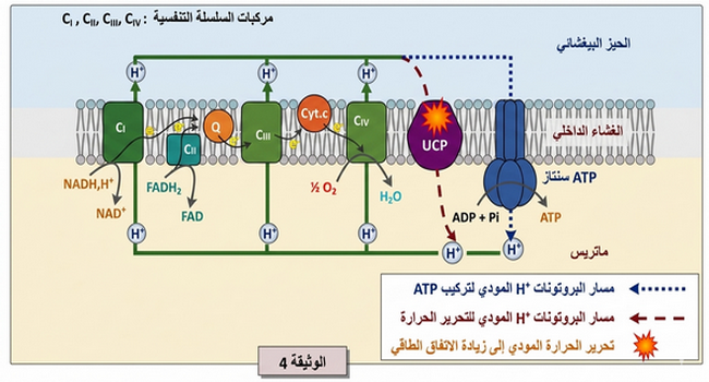Document 4