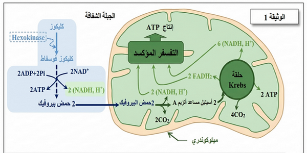الوثيقة 1: مسار تحلل الكليكوز ودورة كريبس وسلسلة نقل الإلكترونات