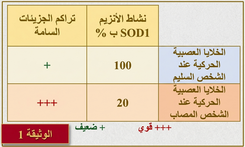 الوثيقة 1: نشاط SOD1 وتراكم الجزيئات السامة