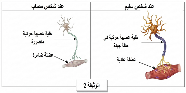 الوثيقة 2: مظهر الخلايا العصبية والعضلات