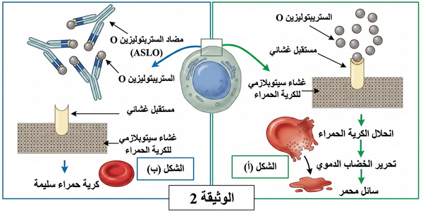 الوثيقة 2: آلية انحلال الكريات وإبطال السمين
