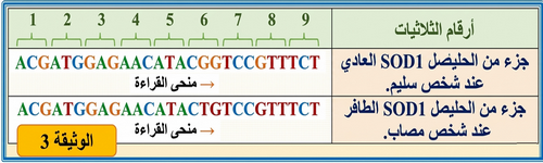 الوثيقة 3: تسلسل الحمض النووي العادي والطافر