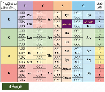الوثيقة 4: جدول الرمز الوراثي