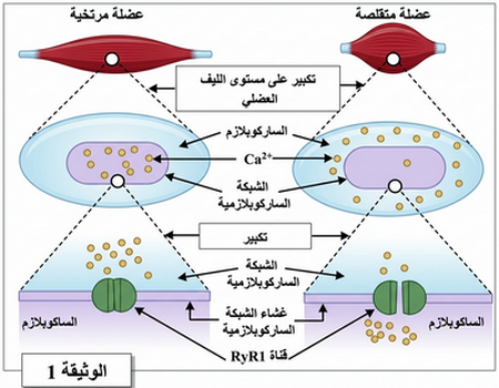 الوثيقة 1