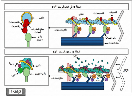 الوثيقة 2