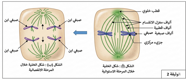   الوثيقة 2: مظهر الصبغيات وألياف مغزل الانقسام في المرحلة الاستوائية والانفصالية