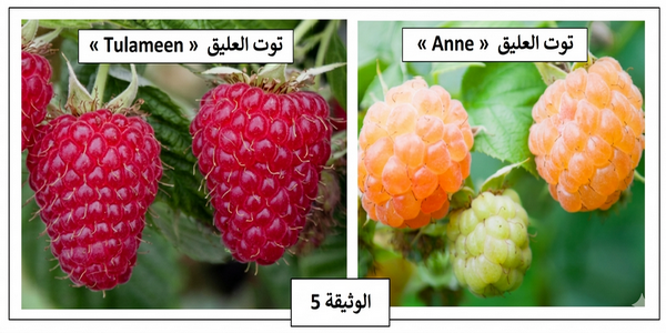     الوثيقة 5: ثمار توت العليق |  الوثيقة 6: مسار تركيب الأنطوسيان |  الوثيقة 7: قطعة ADN غير المنسوخ للمورثة ANS