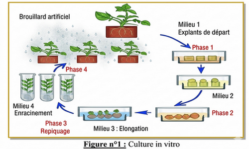 Culture in vitro