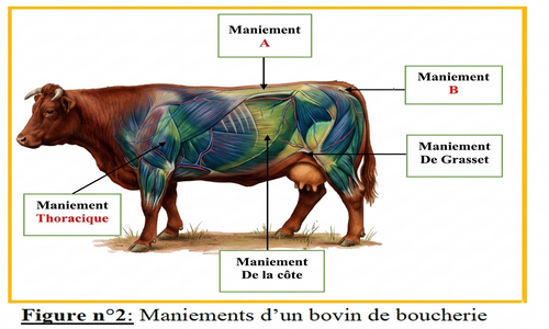 📷 Figure n°2: Maniements d'un bovin de boucherie (Maniement A, Maniement B, Maniement De Grasset, Maniement De la côte)
