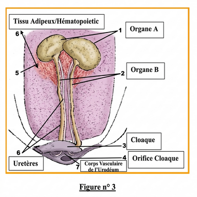 Figure n°3: Appareil génital du coq (Organe A, Organe B, Cloaque, Orifice Cloaque)