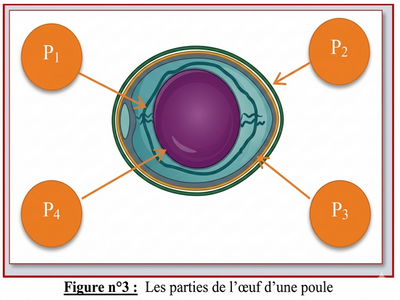 Champ de chou pommé