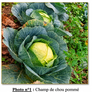 Champ de chou pommé