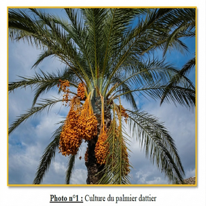 culture du palmier