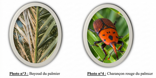 📷 Photo n°3: Bayoud du palmier,📷 Photo n°4: Charançon rouge du palmier