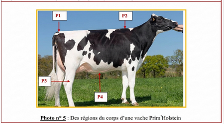 📷 Photo n°5: Des régions du corps d'une vache Prim'Holstein (P1, P2, P3, P4)