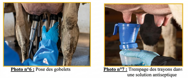 Photo n°6: Pose des gobelets,Trempage des trayons dans une solution antiseptique