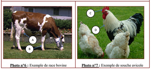 Champ de chou pommé